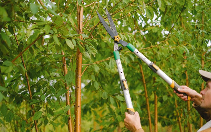 Tree trimming in Omro, WI